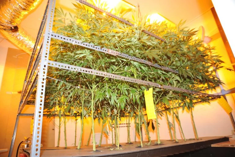 Σαλαμίνα: Μετέτρεψε το σπίτι του σε χασισοφυτεία